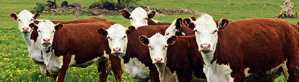 Livestock Holding & Transportation Australia