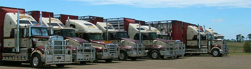 Livestock Transportation Victoria