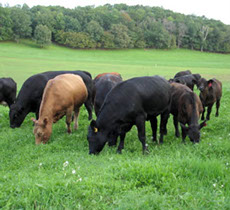 Cattle storage in Victoria